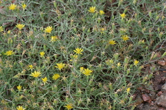 Mentzelia densa