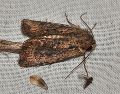 Dasygaster ligniplena