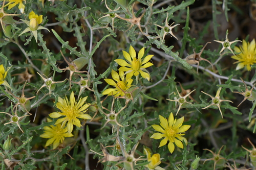 Royal Gorge blazingstar (Mentzelia densa)