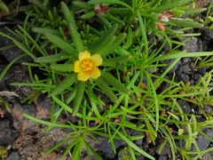Portulaca halimoides
