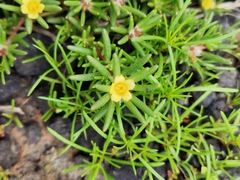 Portulaca halimoides