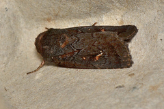 Proteuxoa microspila