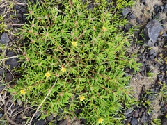 Portulaca halimoides
