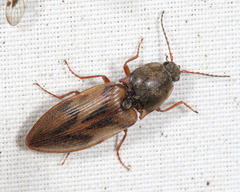 Stropenron hieroglyphica