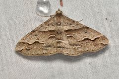 Syneora cheleuta