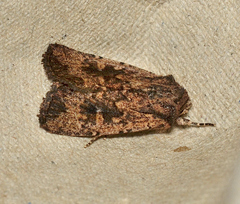 Dasygaster ligniplena