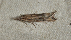 Carposina leptoneura