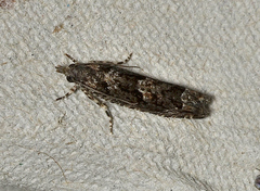 Holocola hypomolybda