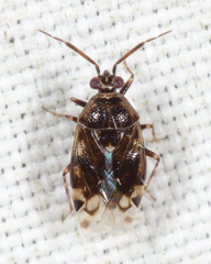 Deraeocoris nebulosus