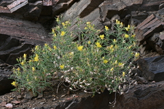 Mentzelia densa