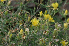 Mentzelia densa
