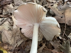 Megacollybia