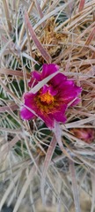 Ferocactus fordii