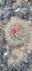 Ferocactus fordii