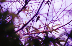 Brachygalba albogularis