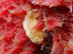 Antennarius hispidus