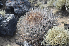 Ferocactus fordii