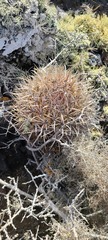Ferocactus fordii