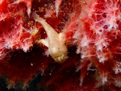 Antennarius hispidus