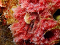 Antennarius hispidus