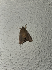 Litoprosopus futilis