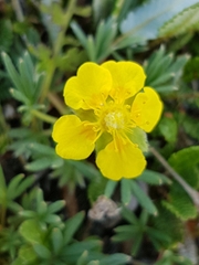 Potentilla biflora