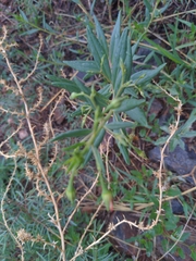 Talinum aurantiacum