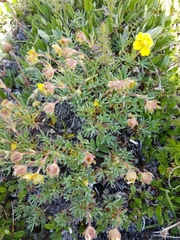 Potentilla biflora