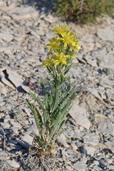 Mentzelia chrysantha