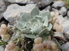 Physaria eburniflora