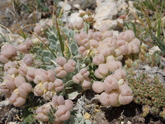 Physaria eburniflora