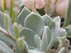 Physaria eburniflora