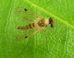 Chrysopilus modestus