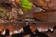 Anomaloglossus baeobatrachus