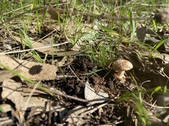 Amanita xanthocephala