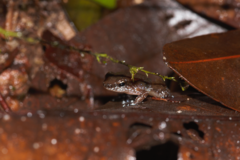 Anomaloglossus baeobatrachus