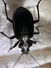 Calosoma marginale