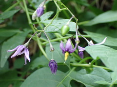 Solanum dulcamara