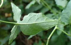 Solanum dulcamara