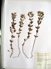 Hypericum attenuatum