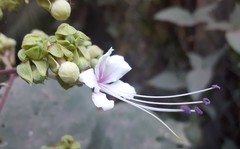 Clerodendrum infortunatum