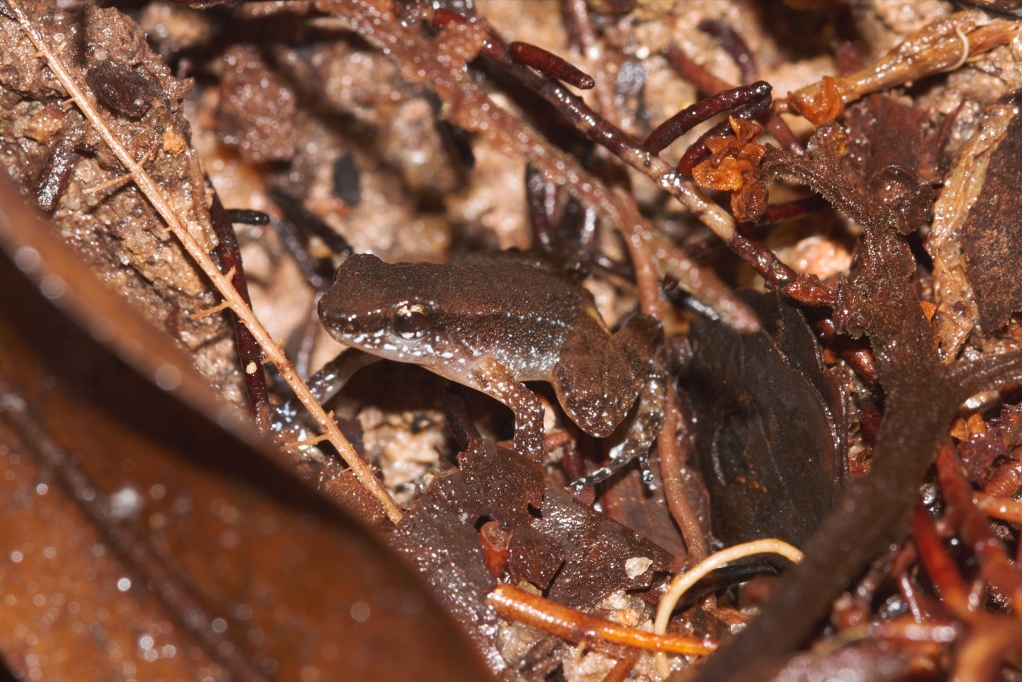 Anomaloglossus baeobatrachus (Boistel & Massary, 1999)