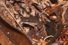 Anomaloglossus baeobatrachus