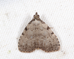 Dyspyralis puncticosta