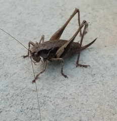 Pholidoptera griseoaptera