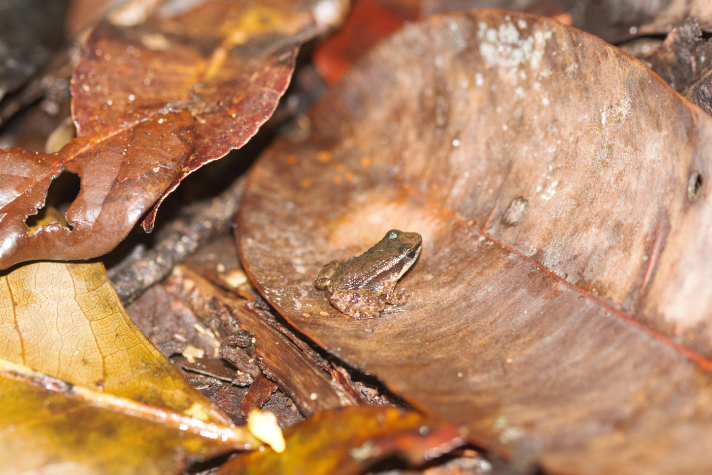 Anomaloglossus baeobatrachus (Boistel & Massary, 1999)