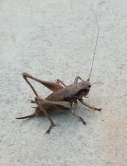 Pholidoptera griseoaptera