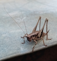 Pholidoptera griseoaptera