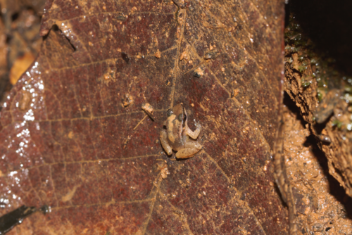 Guiana Rocket Frog, Anomaloglossus baeobatrachus