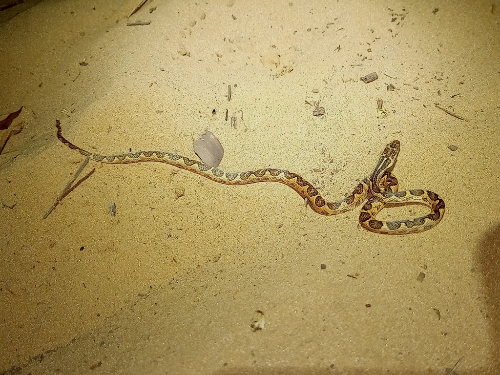 Cat-eyed Snakes